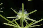 Rattlesnakemaster